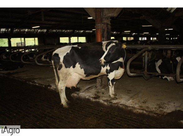 Krowy pierwiastki z Niemiec i Danii!!!