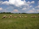 Owce z gospodarstwa ekologicznego