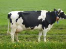 Krowy mleczne rasy H-F (jałówki cielne, pierwiastki) - Dania, Holandia, Niemcy  