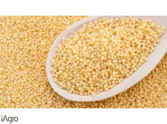 Skup: prosa, rzepiku, rzepaku, gryki, peluszki, wyki, kminku, facelii, kukurydzy konsumpcyjnej.  Odbieram własnym transportem na terenie całego kraju. Płacę gotówką na załadunku. +48502-522-700 kamila@kampolrusiec.pl