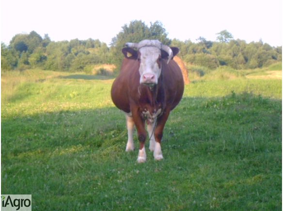 Sprzedam krowę
