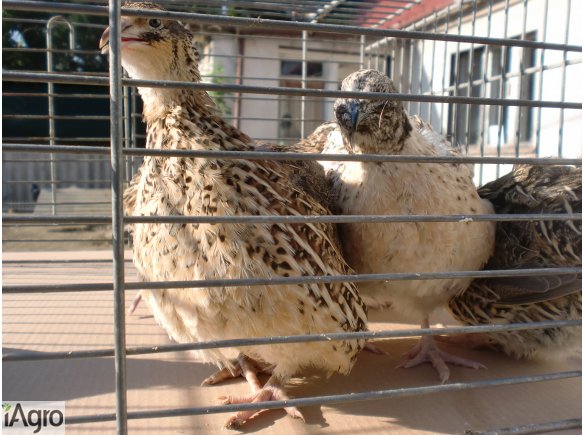 Przepiórki mięsne, brojlery