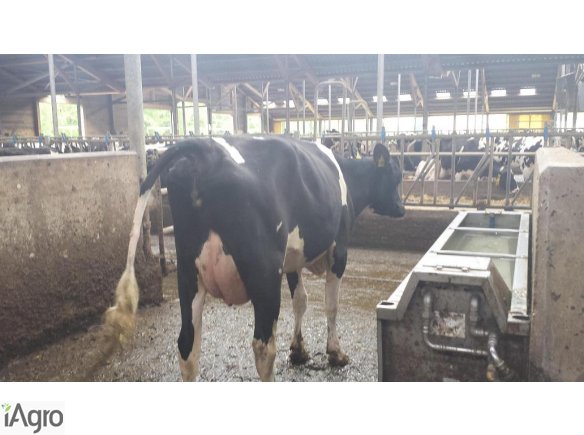 Krowy pierwiastki z Niemiec i Danii!!!