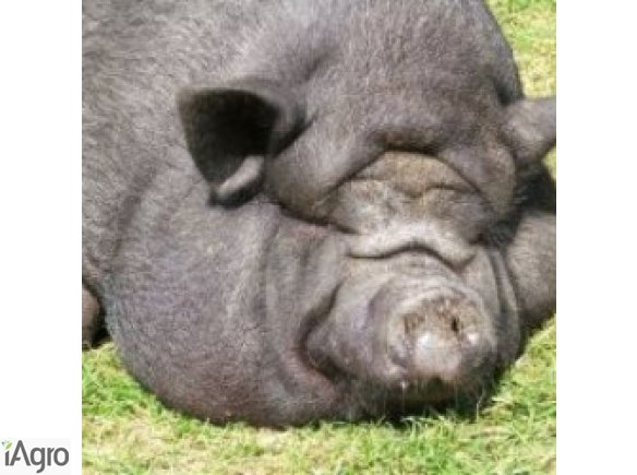 Ukraina.Fermy trzody,chow tucznikow.Skup zywca 10 zl/kg,prosieta 220 zl/szt