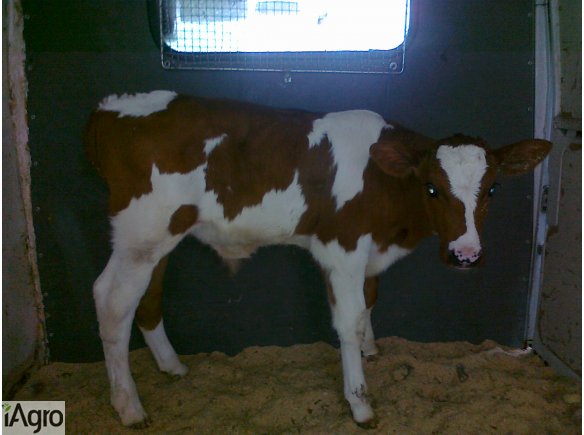 Sprzedam 2 byczki miesne rw i 1 czarno białego