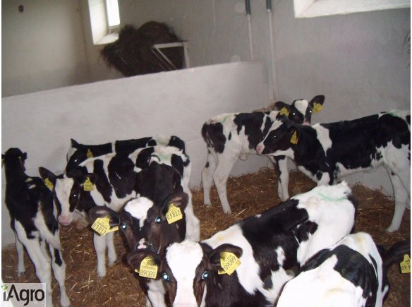 Jałóweczki HF w ciągłej sprzedaży!!!