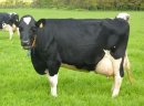 Krowy mleczne rasy H-F (jałówki cielne, pierwiastki) - Dania, Holandia, Niemcy 