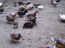 Kaczki kanadyjki, call duck - zdjęcie 4