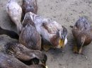 Kaczki kanadyjki, call duck - zdjęcie 5