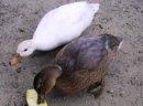 Kaczki kanadyjki, call duck - zdjęcie 8