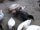 Kaczki kanadyjki, call duck - zdjęcie 9