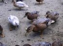 Kaczki kanadyjki, call duck - zdjęcie 6
