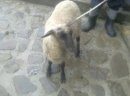Okazja!!! Sprzedam owieczkę tegoroczną rasy czarnogłówka ok. 30kg - zdjęcie 1