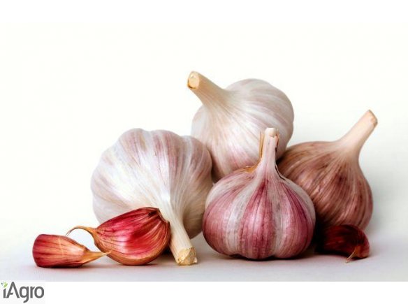 Czosnek Super Promocja