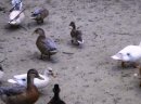 Kaczki kanadyjki, call duck - zdjęcie 1