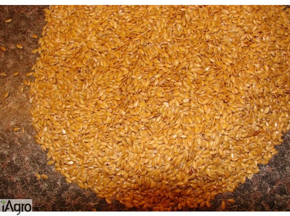 Sprzedam siemię lniane złote! Oferujemy len żółty, duże ilości całosamochodowe, realizujemy dostawę na terenie całego kraju.  Sprzedaż: konopi, lnu, ostropestu, grochu, gorczycy, sorga, łubinu, kaszy jaglanej.  502-522-700 kamila@kampolrusiec.pl