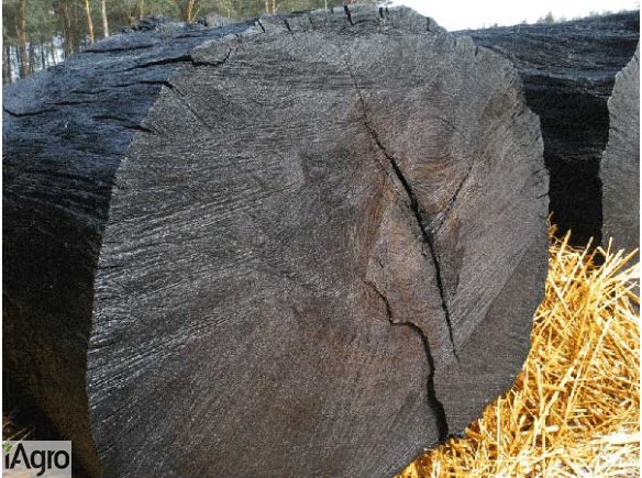 Ukraina.Czarny dab,surowiec drewna kopalnego.Tanio