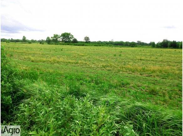 Grunty Orne Krosno Odrzańskie, Miłów, 16,14 ha