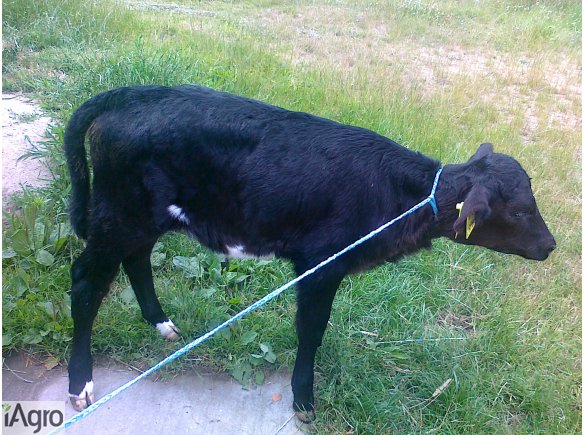 Sprzedam 2 jałóweczki miesno mleczne