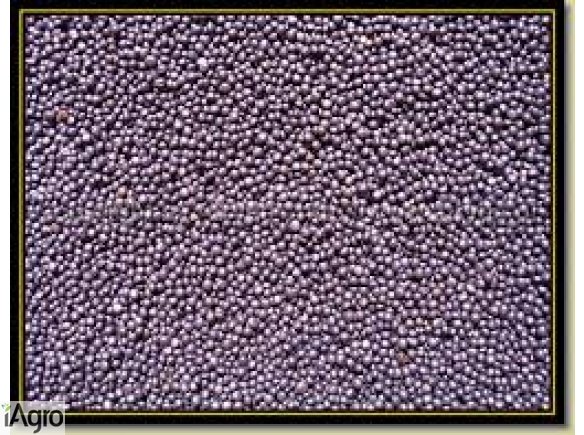 Skup wyki, peluszki, kminku, gorczycy, łubinu szerokolistnego, lnu,gorczycy Skup wyki, peluszki, kminku, gorczycy, łubinu szerokolistnego, lnu,gorczycy,prosa,facelii. Odbieram własnym transportem na terenie całego kraju, płatność gotówką na załadunku! Int