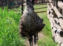 Sprzedam parę strusi Emu - zdjęcie 1