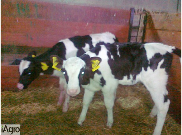 Sprzedam 4 jałoszki 2-3 tygodniowe.