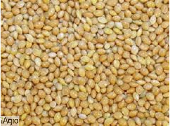 Skup wyki, peluszki, kminku, gorczycy, łubinu szerokolistnego, lnu,gorczycy Skup wyki, peluszki, kminku, gorczycy, łubinu szerokolistnego, lnu,gorczycy,prosa,facelii. Odbieram własnym transportem na terenie całego kraju, płatność gotówką na załadunku! Int