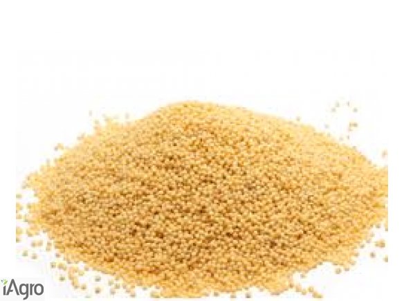 Skup wyki, peluszki, kminku, gorczycy, łubinu szerokolistnego, lnu,gorczycy Skup wyki, peluszki, kminku, gorczycy, łubinu szerokolistnego, lnu,gorczycy,prosa,facelii. Odbieram własnym transportem na terenie całego kraju, płatność gotówką na załadunku! Int