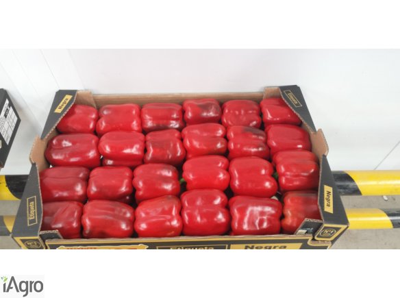 Hiszpański Papryka