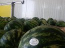 Sprzedaż Arbuzów I Melonów - zdjęcie 1