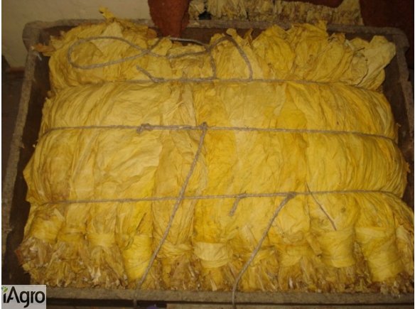 Tytoń virginia burley liście TANIO!