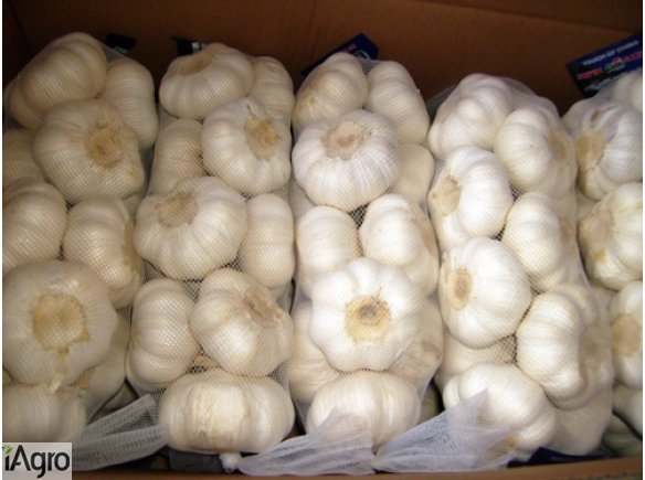 Najlepszy czosnek na świecie