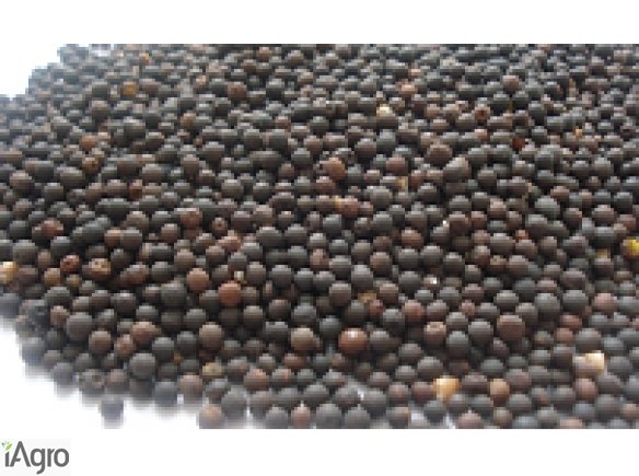 Kupię! Skup gryki, łubinu, peluszki, wyki, kminku! 