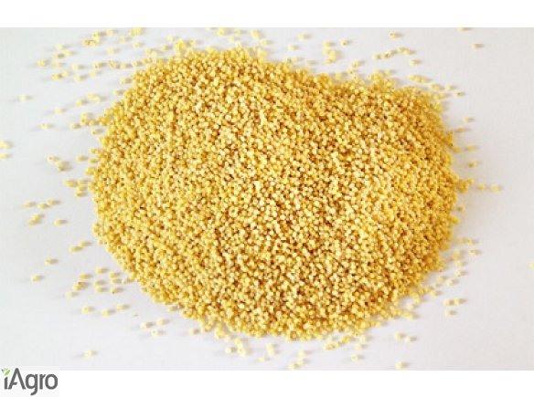 Sprzedam kaszę białą i jaglaną!