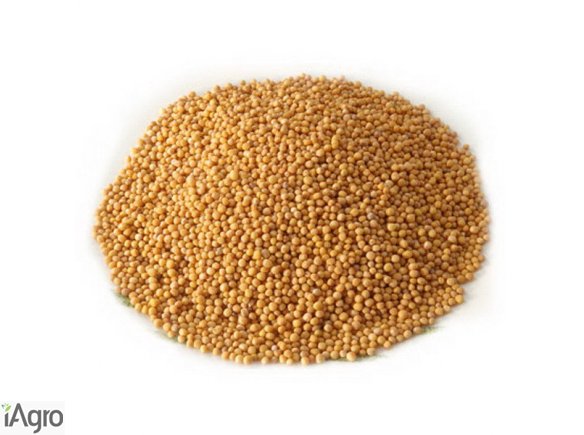 Sprzedam gorczycę białą!