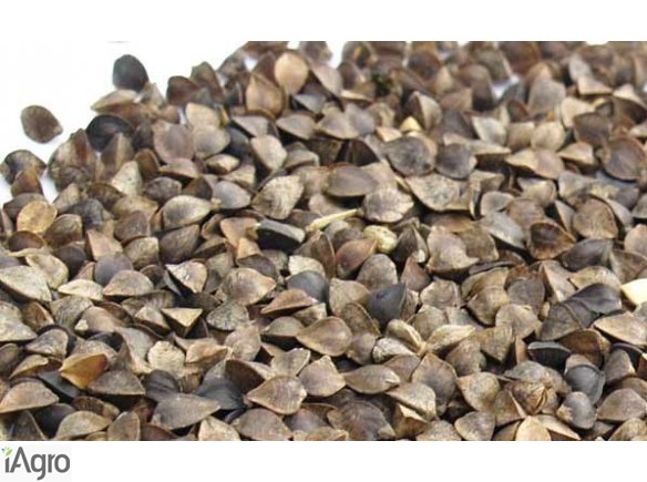 Kupię! Skup gryki, łubinu, peluszki, kminku!