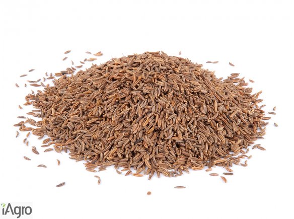 Kupię! Skup gryki, łubinu, peluszki, kminku!