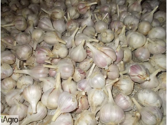 Sprzedam czosnek zimowy 