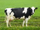 Krowy mleczne HF, jałówki wysokocielne- Dania, Holandia