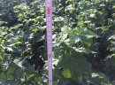 Sadzonka Porzeczki Czarnej RUBEN ORES KOPANIA - zdjęcie 1