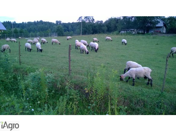 Sprzedam owce czarnogłówki , Jarki i 3-4 letnie maciorki .