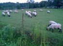 Sprzedam owce czarnogłówki , Jarki i 3-4 letnie maciorki .