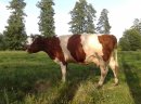 Krowa 4-letnia z miesięczną jałóweczką (lub bez)