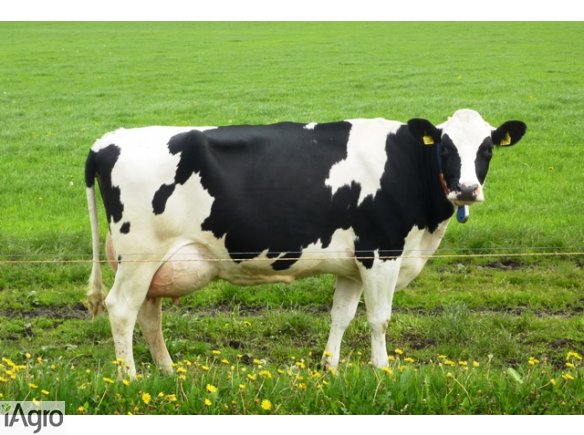 Krowy mleczne rasy H-F (jałówki cielne, pierwiastki) - Dania, Holandia