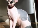 KOCIĘTA  Sfinks Sphynx Canadian Warszawa & Sosnowiec  Nowy Miot 9szt - zdjęcie 2