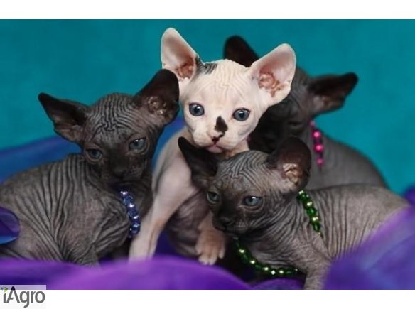 Love  Przytulaski  De'TrojanS  Sfinks SPHYNX CANADIAN