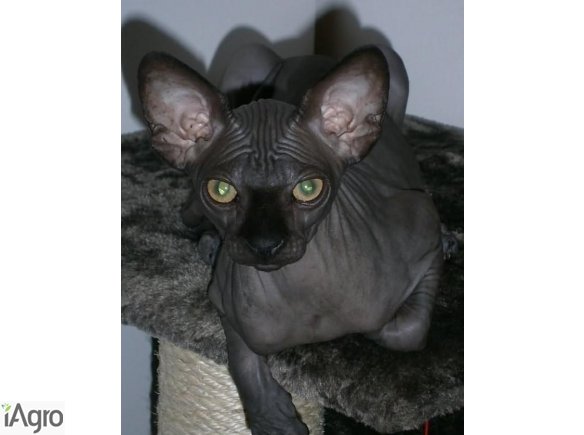 Ostatnie KRYCIA (Reproduktor) ECSC Sfinks Sphynx [Kastracja w tymRok]