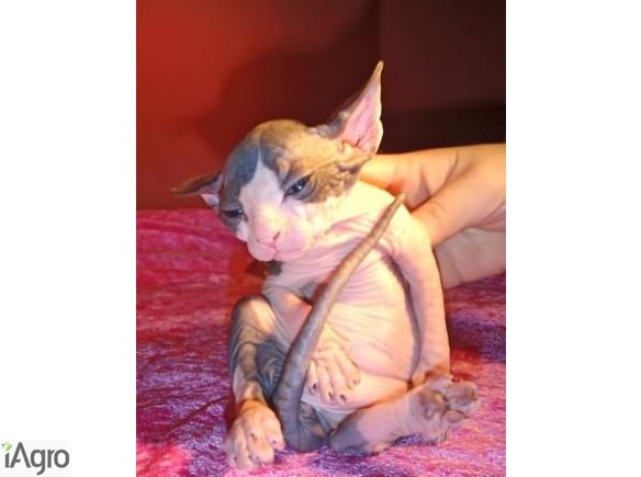 Aż 9-tka! ) Wybór  Miszmasz  Koteczki, Kocurki NEW  Sfinks Sphynx!