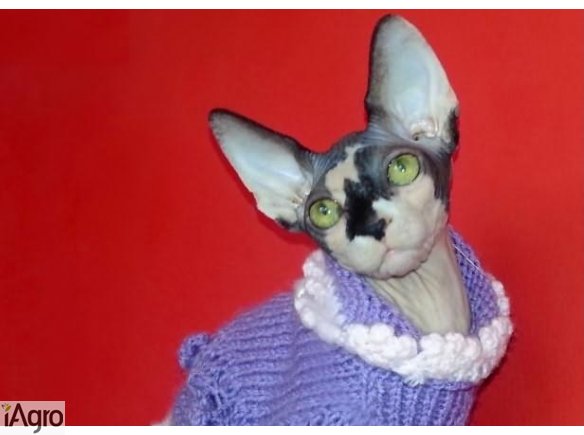 KOCIĘTA  Sfinks Sphynx Canadian Warszawa & Sosnowiec  Nowy Miot 9szt