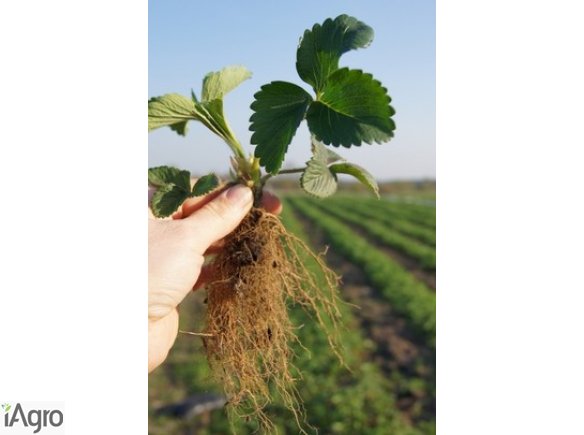 Sprzedam sadzonki truskawek wprost ze szkółki/